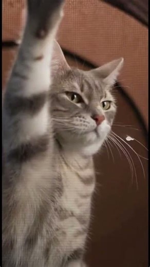 Instant pop-up bunker for your cat to ignore you in HD. Privacy: upgraded. Attitude: maxed. ⛺😾