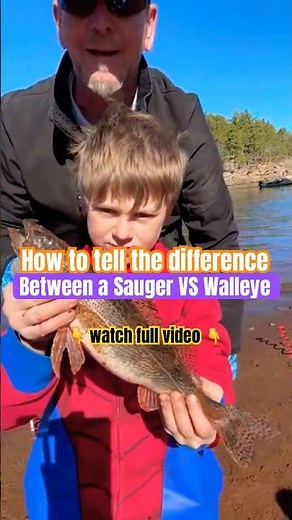How to Tell the Difference Between a Sauger vs Walleye! 🎣 Fishing Tips