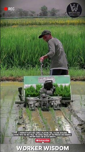 Rice Seed Planting Process | Workers Sowing Paddy Seeds #workerwisdom #farming