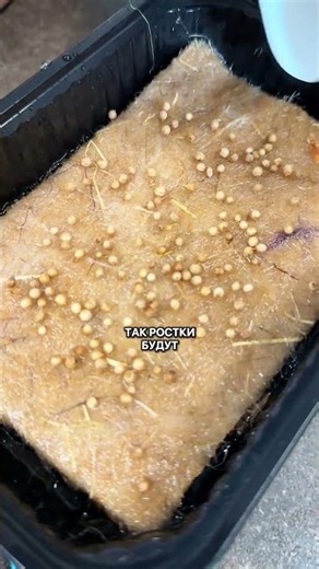 How to grow GORGEOUS microgreens?