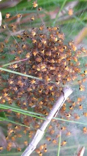 L’Épeire diadème (juvéniles) – the european garden spider