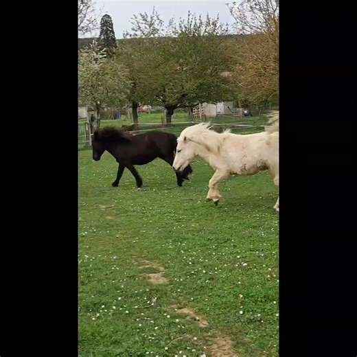 Mon couple infernal : Nuance Delillet et Nectar du Petit Gué