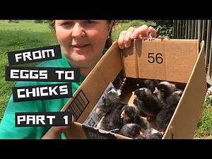 Incubating Chicken Eggs for the First Time | Step-by-Step Guide at GFY Farms (Part 1)