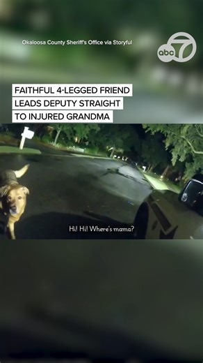 "Oh, Eeyore, you're a good boy. Grandma loves you. Good boy, Eeyore." One grand-dog wins best of the year after leading a deputy to his fallen grandma! Eeyore was on his nightly walk with the 86-year-old when she took a tumble. After being missing for nearly an hour, her husband grew worried and called for help. When a deputy arrived, she found Eeyore, who led her straight to the fallen woman! "He wouldn't leave, he kept coming back to me." | ABC7 News