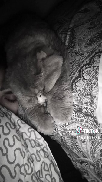 Coping with Cat Loss: Heartfelt Tribute and Grief