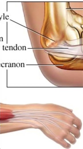 Epicondyles of the HUMERUS: Medial epicondyle and lateral epicondyle