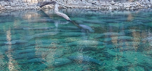Over 900 manatees flock to Blue Spring State Park; how to see them