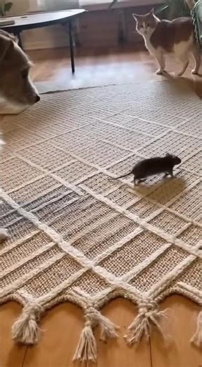 Dog Brings a LIVE Mouse Inside! (Cat Freaks Out 😱)​#funnydogs #catvsmouse #scaredcat #petvideos