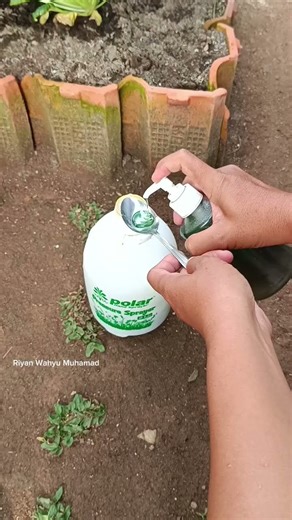 Agar buah cabai tidak busuk di musim hujan