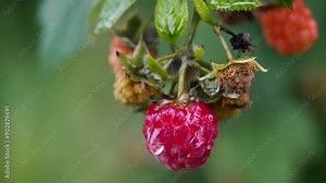close up berry bunch raspberry growing on a branch, drop of water falling on ripe raspberry slow motion, macro raspberry in the garden