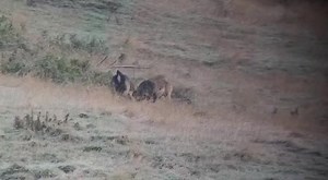 115K views · 5.2K reactions | The fallow are fighting over the Easter eggs this weekend  | Alpine Hunting New Zealand | Facebook