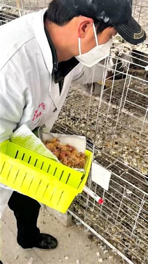 Dozens of Baby Pigeons! #shorts