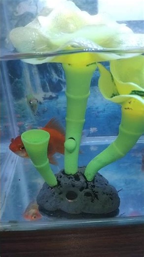 Beautiful Aquarium Fish – Relaxing Aquatic Life in a Crystal Clear Tank 🐠✨#10