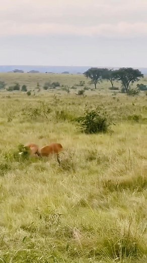 2.7K views · 28 reactions | Two deer were fighting with each other...