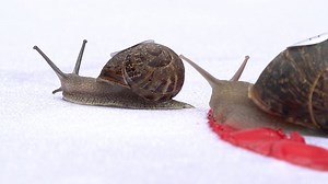 Ready, steady, slow! Snail Racing World Championships make anticipated return in Norfolk