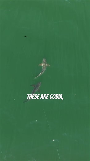 Cobia Fishing Adventure in Chesapeake Bay