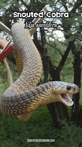 Snouted Cobra's Most Defensive Posture Captured #cobra #snake #fyp | Robert Wedderburn Productions