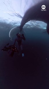 154K views · 1.1K reactions | This diver in Norway came close to getting smacked by the tail of a whale as it swam by. https://abcnews.visitlink.me/ihB3CR | ABC News | Facebook