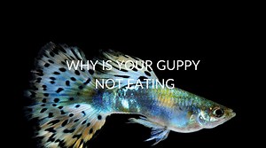 8 Reasons Your Guppy Isn't Eating (And What To Do)