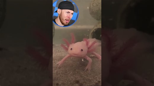 Animals in genuinely confusing situations captured on video