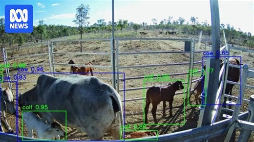 Cattle Cams: Artificial intelligence detecting cattle skin diseases