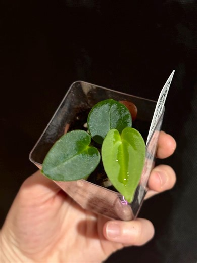 Anthurium Carla (A2 X #7) X Fort Sherman Self - Etsy