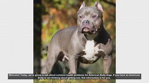 Common Health Problems in American Bully Dogs: What You Need to Know
