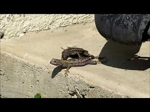 Blue Belly / Western Fence Lizard Male & Female Mating ~ Lizard Push Ups ~ California Lizards