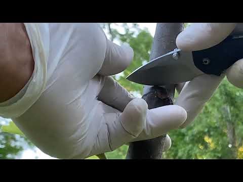 Notching fruit trees. Get more fruit NOW! Aka “NOTCH-YO-TREES”