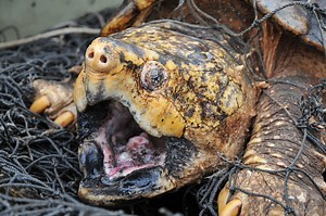 Biologists Found A 100-Pound Alligator Snapping Turtle That Would Easily Whoop A Shark's Ass In A Fight