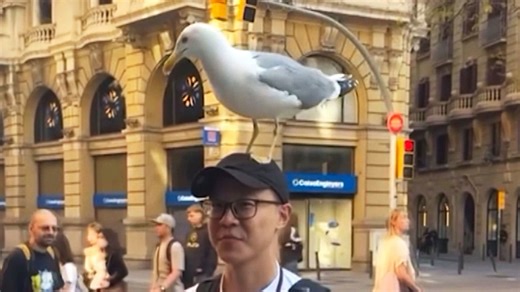 Seagull perches on tourist's head as he eats churros in Barcelona