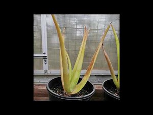 Sunburnt Aloe Vera Plant - How to Recover & Treat Damaged leaves.