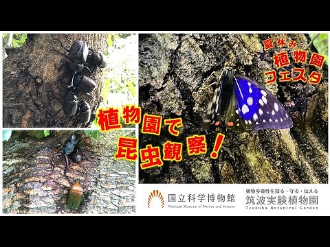 植物園で昆虫観察！