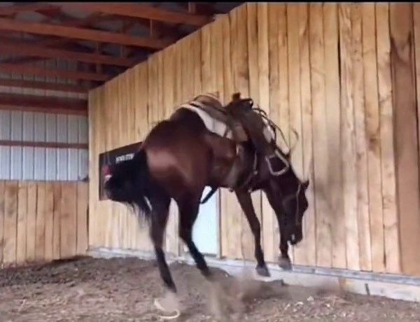 Horse starts bucking like crazy all over the barn!