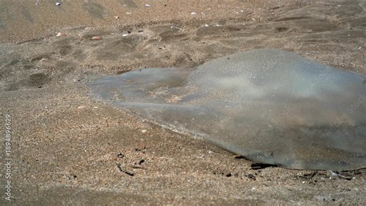 Dead large jellyfish stranded on sandy beach by the sea showing gelatinous marine body. A lifeless giant cnidarian lies on the shore as ocean waves recede after warm conditions.