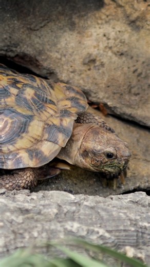 24K views · 1.1K reactions | Flapjack is here to remind you it's about the journey, not the destination. Don't blink or you'll miss him. Pancake tortoises are pretty speedy thanks to their flat, flexible shell. Their unique physique allows them to squeeze through narrow rock crevices, making it easier to escape hungry predators hoping for an easy meal. #pancaketortoise #tooflattoofurious #theclimb #sdzsafaripark | San Diego Zoo Safari Park | Facebook