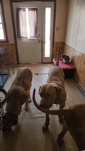 Good morning to all, attempting to explain this wanted behavior from my animals. It's stems from "C.C", known as classical conditioning. This conditioning was commence bye combination of imprinting, obedience training and development with balance structure and discipline. | Kevin Black