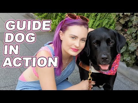 How Guide Dogs Guide A Blind Person