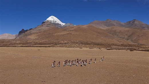 2026 · Year of the Horse Find your faith. Feel the earth. Meet yourself again. #MountKailash #Tibet #Pilgrimage #Kora #SacredMountain #TibetanCulture #TravelTibet | Journey2Tibet