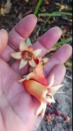 Pomegranate Not Holding Flowers? Do This One Thing! l #garden l #tips