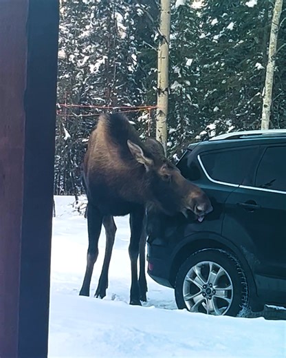 13K views · 182 reactions | Moose Car Wash | Animal Lovers | Facebook