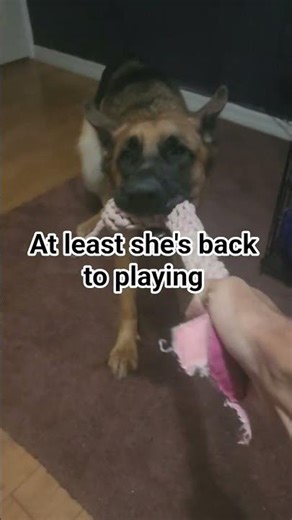 #germanshepherd #gsds #trending #puppy Still in heat 😭😫