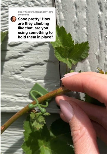 Essential Gardening Tips for Blackberry Plant Support