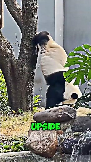 This Panda Did a Handstand for a VERY Weird Reason