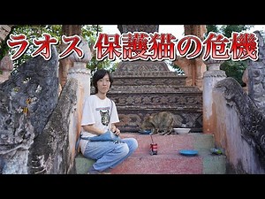 【危機】ラオスの保護猫が大ピンチ！助けてください【ビエンチャン】Laos Vientiane│ヴィエンチャン