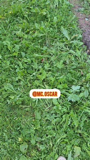 Farm work #seo #lifestyle #fruit #fyp #everyone