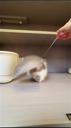 Tiny Gray White Kitten Rolling Around With a Bell Toy in the Wooden Cattery 🐾