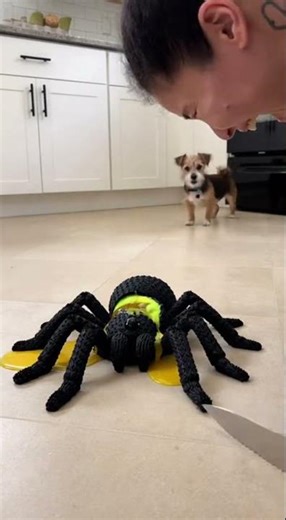 Is it a Giant Spider... or Cake? 🕷️🍰 (My dog’s reaction is priceless!)