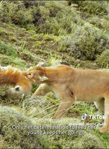 Puma #wildlife #animalworld #puma #felis #cougar