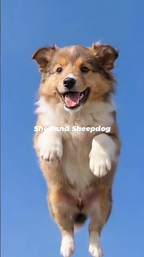 Shetland Sheepdog | The Brilliant Acrobat of the Scottish Isles